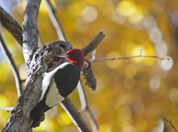 Red headed Woodpecker 0645